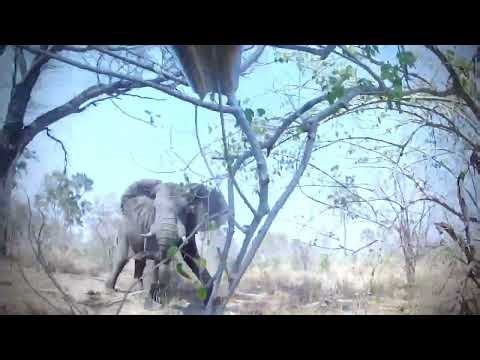 Calm when an elephant approaches