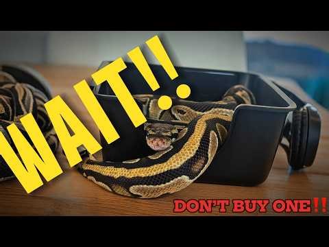 DON'T get a ball python until you watch this...