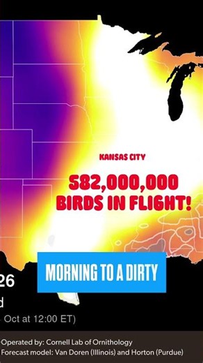 Millions of birds in flight tonight!