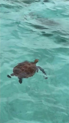 From Egg to Ocean Turtle Hatchling's EPIC Journey!