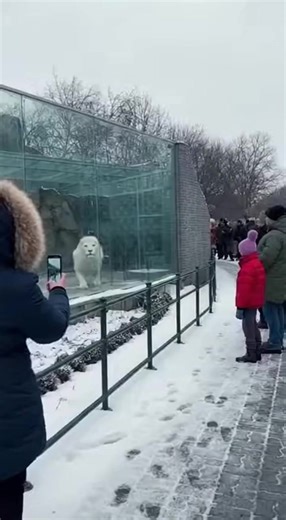 Lion Escape Shocks American City 🦁🦁🦁 | Aliens UFO Caught on Camera