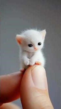 Tiny Adorable Kittens #lovecats