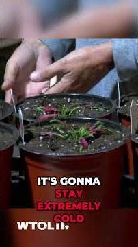 First day of spring: A guide for when to open the greenhouse, start your garden