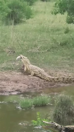 crocodile attacks fish
