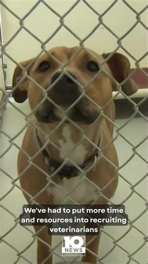 New Virginia law helps animal shelters connect with veterinarians amid national shortage
