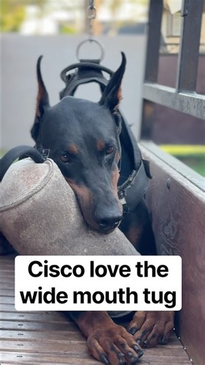 🔥 CISCO LOVES THE WIDE MOUTH TUG! 💪🏾🐾For Cisco, it’s all about the grip, drive, and