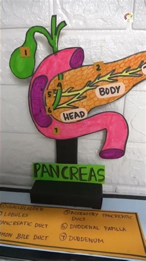 DIY Pancreas Anatomy Model | Step-by-Step Science Project for School Exhibition | Biology Project