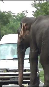 🐘😱 Wild Elephant Stops Traffic… Then Grabs the Sugarcane!