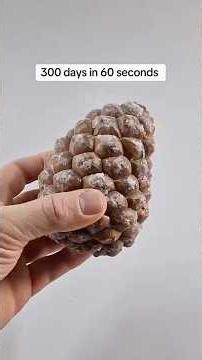 300 Days Pine Tree Growth Timelapse 🌲 #timelapse #satisfying #shorts