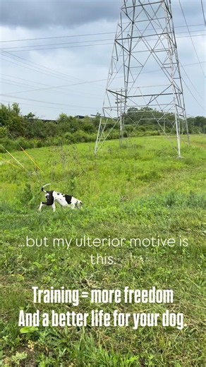 Dark Raider Dog Training on Reels