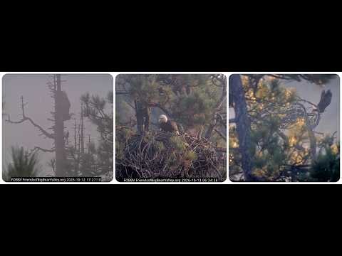 Kaydee and Shadow, rain, fog, after the storm 12.10. - 13.10.2026 @FOBBVCAM