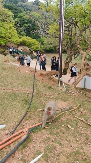 Observing Wild Macaques, Japan, One Life Adventures from Tomi T. 🇯🇵