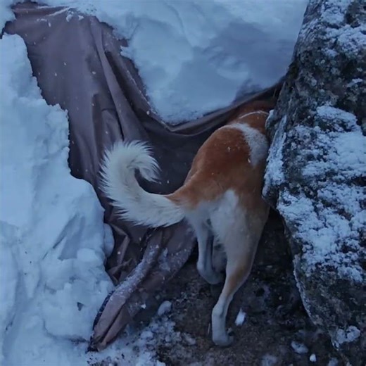 The Snow Keeps Falling | Surviving a Deep Winter Night with My Dogs by the Fire (Nature ASMR)
