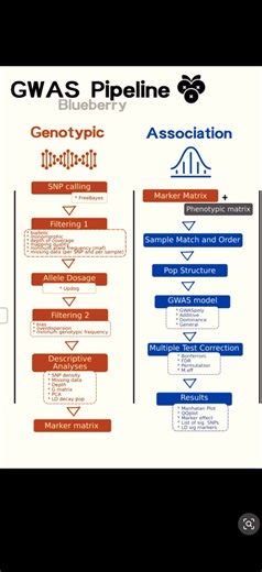 GWAS Pipeline #viral #shorts