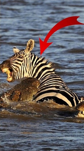 This Is the most dangerous journey on earth | Crocodile Attack Zebra Masai Mara River #crocodile