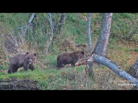 831 and Her Cubs Graze on the Other Side of the Riffles - October 3, 2026 (explore.org)