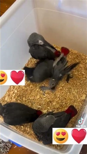 Breeding Electus#raw#exotic#mucaw#cockatoo#lorry#african grey#electus#ringneck#yellow 5