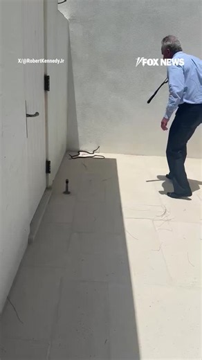 “Those are dangerous!”HHS Secretary RFK Jr. sharing a wild video of himself grabbing two black racer snakes off Dr. Mehmet Oz’s patio while his wife Cheryl Hines repeatedly warns him to stop.The snakes can be seen twisting around Kennedy’s hands and biting him multiple times while he tries to remove them from the property.