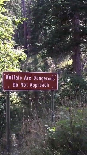 Scouts, Buffalo, and Turtles—Oh My! A Black Hills Adventure