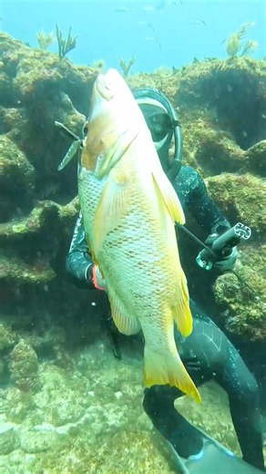 Expert Level Underwater Hunting # #spearfishing
