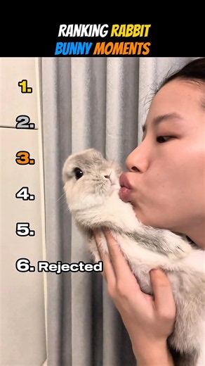 Ranking Rabbit Bunny Moments