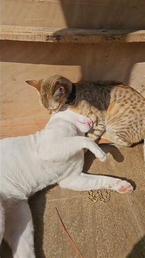 Cats Gone Wild: Epic Cat Fights That Will Make You Laugh Out Loud!