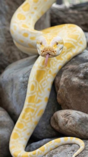 Screen टूट गया? 😱🐍 | #shorts #wildlife