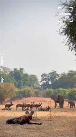 African wild dogs gather near elephant calf as protective mother refuses to back down