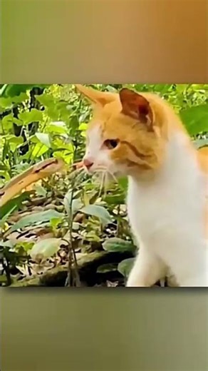 how cats win to snake