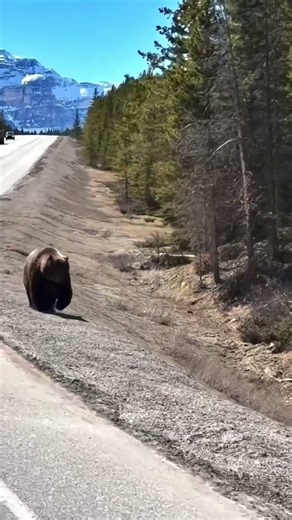 Grizzly Bear Surprise in Banff National Park | Canadian Rockies Wildlife
