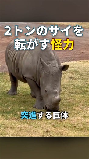 体重2トンのサイを牙で突き倒すアフリカゾウ #Shorts