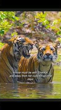 Victory and defeat among tigers are always unpredictable. #wildlife #animals #shorts #tiger