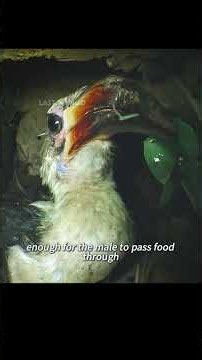 The mother bird willingly remains confined in a tree hollow for months to incubate her eggs.