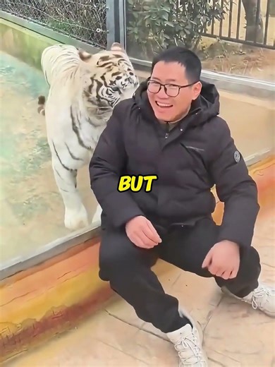 It's only a few centimeters away from the white tiger. #whitetiger #closeup #thrilling