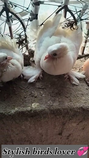 white 🤍 Lakhha pigeon 🥰 beautiful ❤️ lajwab 🥰🐦🥰💞. #pigeonbird #pets #babyanimals #pigeonhouse