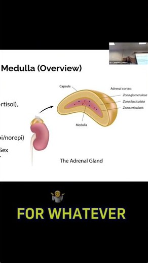 Adrenal Glands Explained: From Bear Attacks to Burnout #coachcandacern #nclex #greenscreen