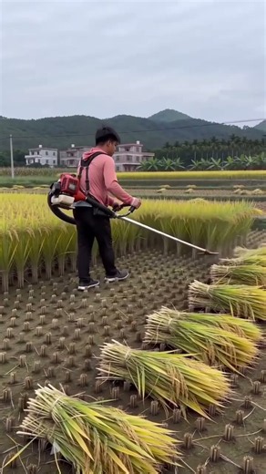 🌾 Motorized Rice Harvesting Cutter | Amazing Paddy Cutting Machine for Modern Farming #shorts