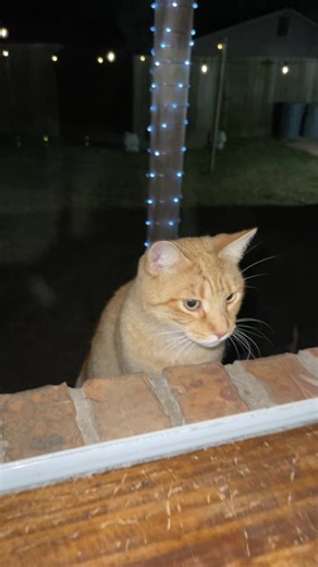 Understanding Cat Behavior and Care Tips