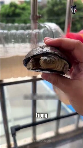 Unveiling the Extremely Clever Turtle Breeding System Using Plastic Bottles!