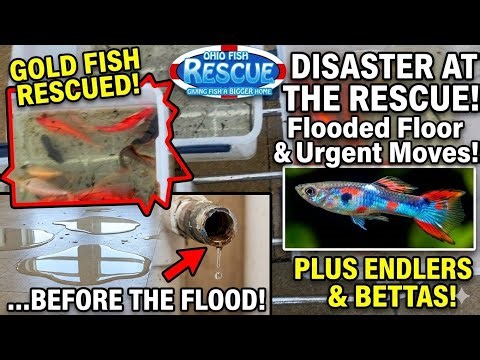 ​Everything Went Wrong: Leaks, Overflows, and a fish Room flood.