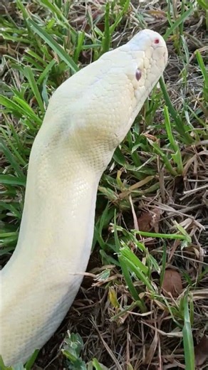 Burmese python care.