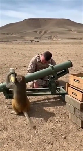 A Monkey Loads a Shell… Then the Cannon Fires 😳💥