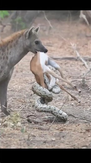 Python And Hyena Attack Baby Deer By info fact News
