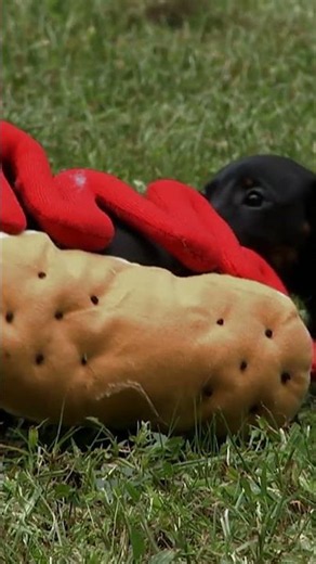 Wiener Dog Pups Fight Over Hot Dog Costume | Too Cute! | Animal Planet