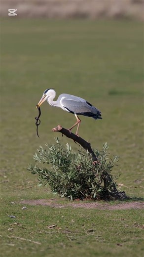 This Bird Caught a Snake… Then Let It Go 😳