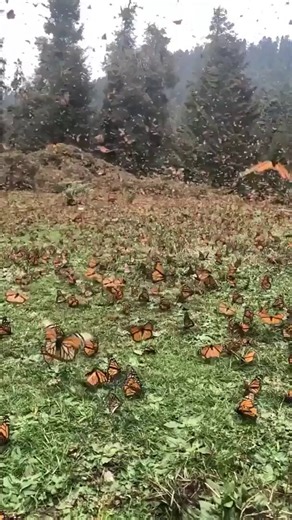 The monarch butterfly winter-migration to Mexico