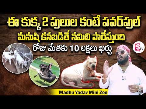 Madhu Yadav Mini Zoo Tour | Madhu Yadav Farm House Tour | Dogo Argentino | PlayEven