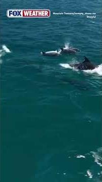 Dolphins put on a show off coast of California