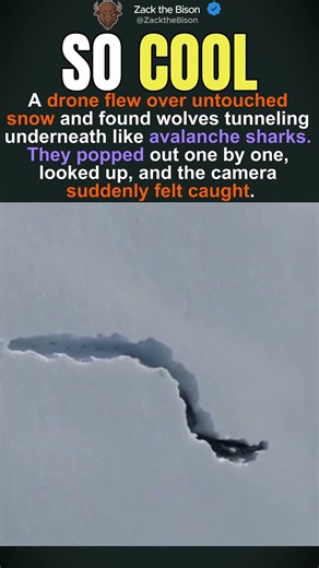 Wolves Under The Snow