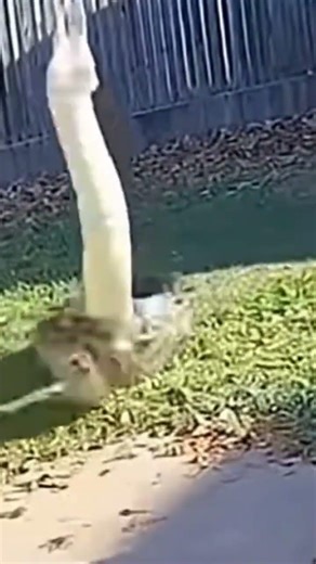 Big Python Attack On Dog And Cat 🐈 🐕🐍 #animals #wildlife #snake #python #attack #viral #short